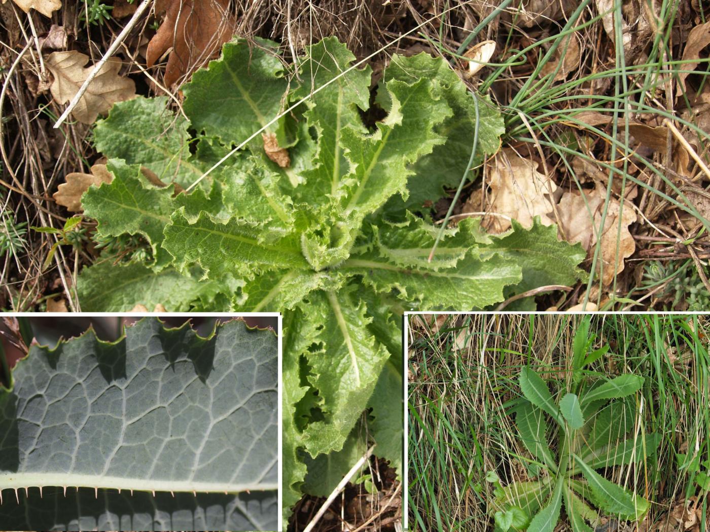 Lettuce, Bitter leaf
